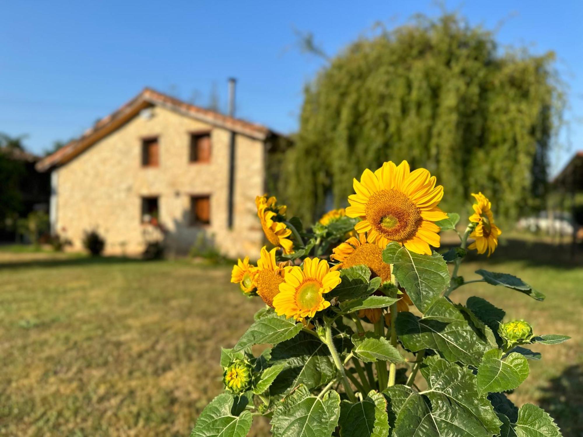 El Llagar - Sagasta Rural Oviedo Guest House ภายนอก รูปภาพ
